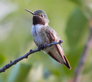 Hummingbird in Boulder, Colorado, by Jeff Finkelstein