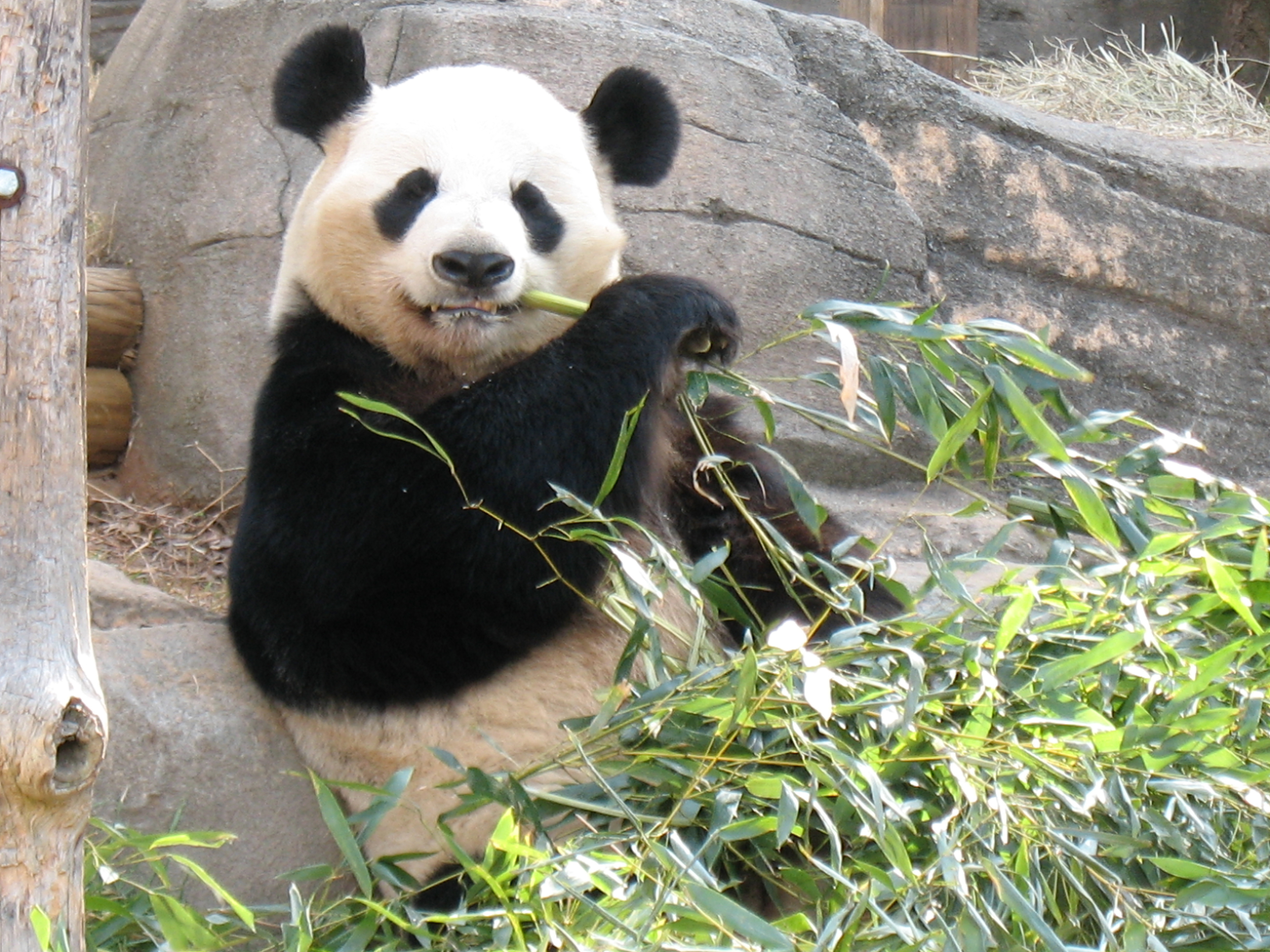 Panda Eating Bamboo - SEO Customer Paradigm