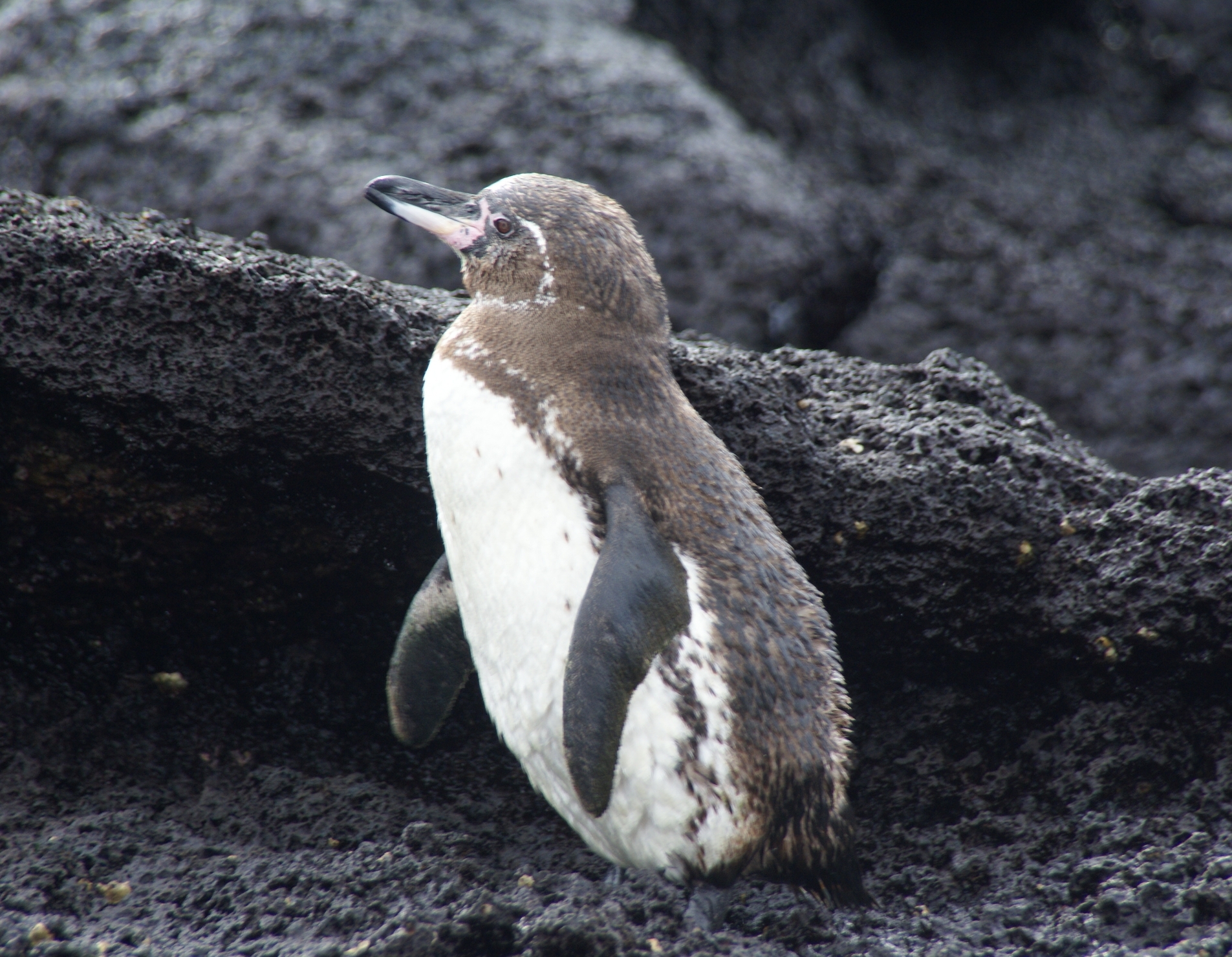 Penguin Standing on Black Shore - SEO Customer Paradigm