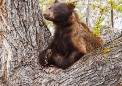 2048-Bear-Vassar-Drive-8701
