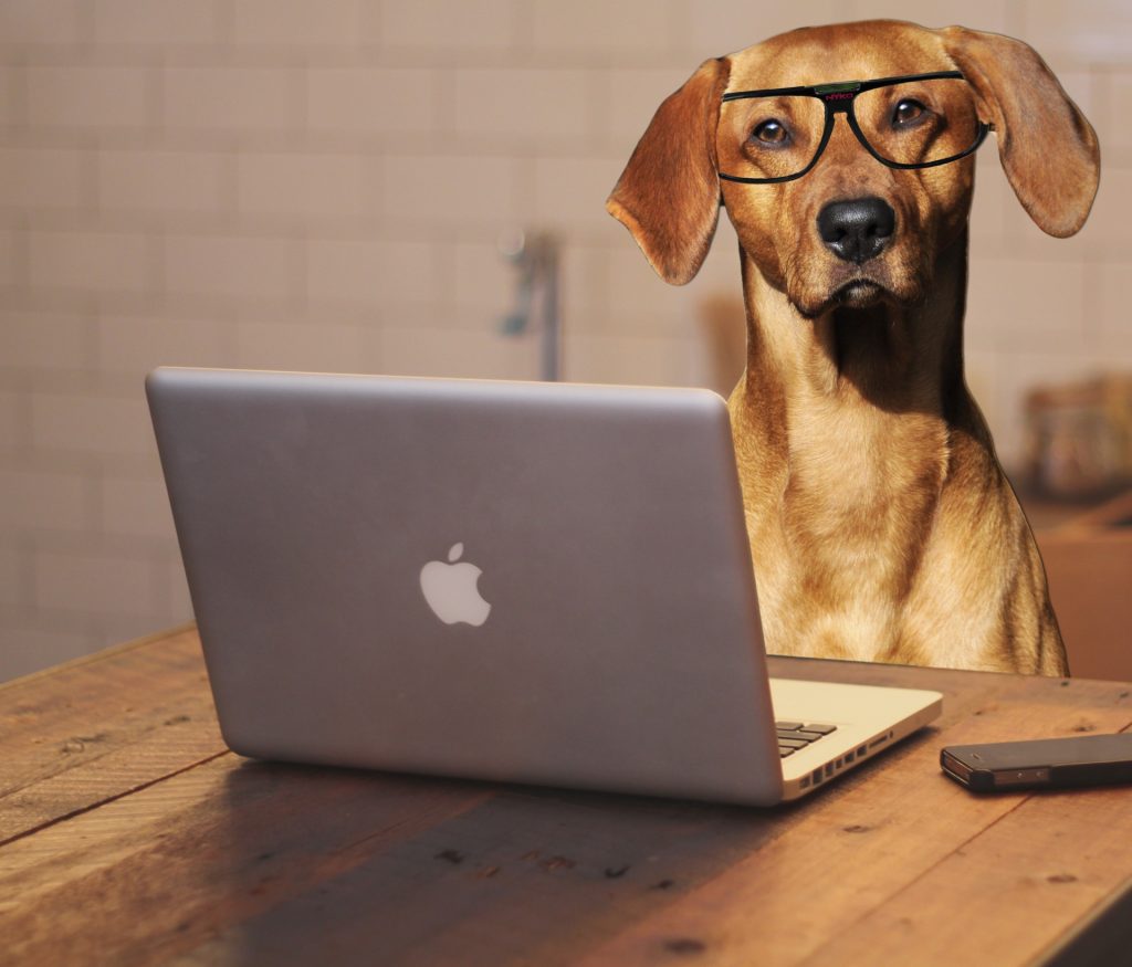 dog uses laptop computer