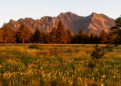 Image of yellow flowers on the Flatirons Vista Trail in Boulder, CO