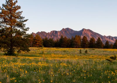 Image of yellow flowers on the Flatirons Vista Trail in Boulder, CO