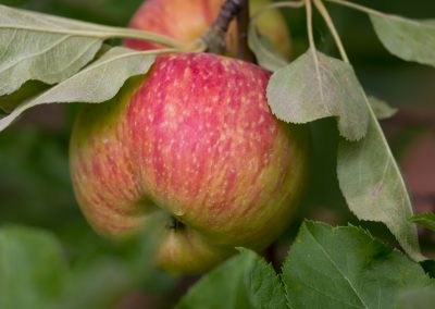 Product photo - apple on a tree